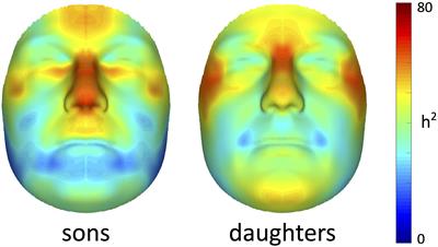 Spatially Dense 3D Facial Heritability and Modules of Co-heritability in a Father-Offspring Design